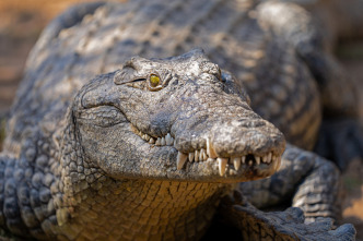 Imagen de Hipopótamos y cocodrilos con Steve Backshall  - 10