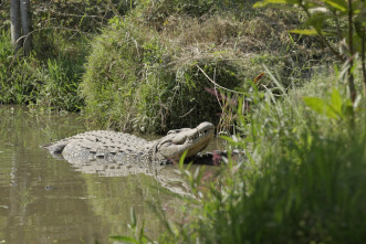 Imagen de Hipopótamos y cocodrilos con Steve Backshall  - 11
