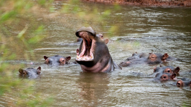 Imagen de Hipopótamos y cocodrilos con Steve Backshall  - 12