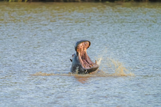 Imagen de Hipopótamos y cocodrilos con Steve Backshall  - 15