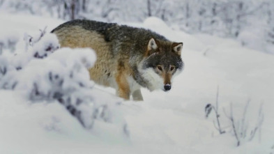 Mi familia vive en Alaska (T4)