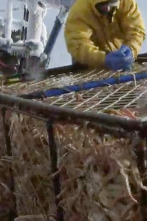 Pesca radical (T9): Así que quieres ser el propietario de un buque