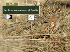 Imagen de Perdices en mano en el Bonillo - 2