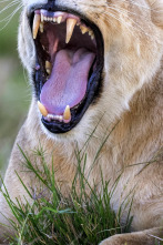 Imagen de Grandes felinos: Renacidos en Massai Mara - 1