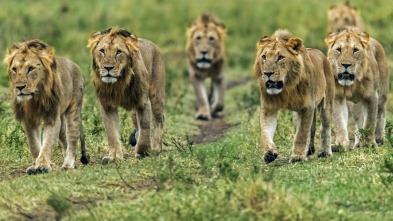 Grandes felinos: Batalla en las planicies