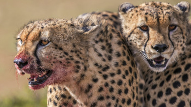 Grandes felinos: Rostros en las sombras