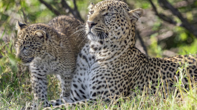 Grandes felinos: Supervivientes de la sabana