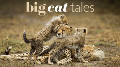 Grandes felinos 