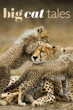 Grandes felinos 