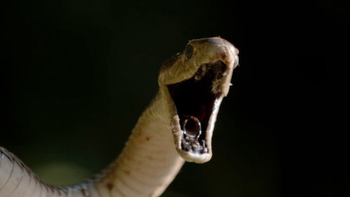 Imagen de Serpientes en la ciudad: Mamba Manía - 1