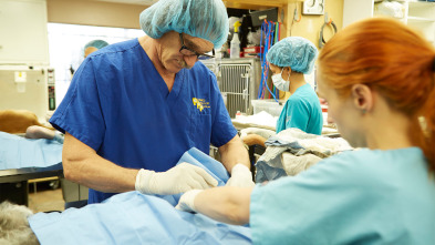 Imagen de Veterinario en... (T1): Otra oportunidad - 2