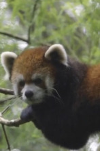 El zoo del Bronx (T4): Un nuevo comienzo