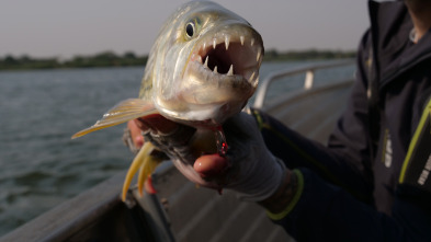 Imagen de Fish Or Die: El ojo del pez tigre - 2