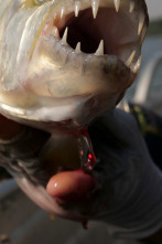 Imagen de Fish Or Die: El ojo del pez tigre - 1