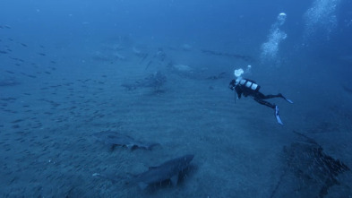 Imagen de Ataque de tiburón 360: Mordeduras a poca profundidad - 1