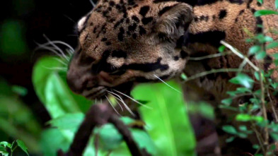 Extinct Or Alive,... (T1): El leopardo nublado de Formosa