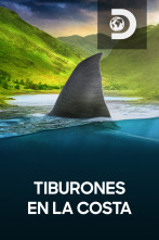 Imagen de Tiburones en la costa  - 1