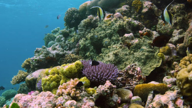 Imagen de Australia extraordinaria: Costas salvajes - 1