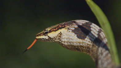 Imagen de Serpientes en la ciudad: Cobra real de lujo - 1