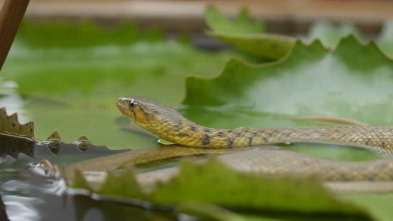 Imagen de Serpientes en la ciudad: Súper serpiente - 1