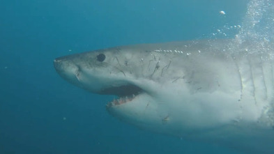 Imagen de Ataque de tiburón 360: Sangre en el agua - 1