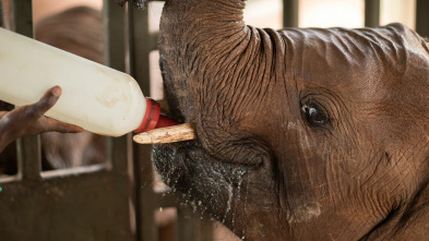Dodo Heroes: Rescate de una cría de elefante