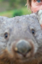 Dodo Heroes: Una casa llena de wombats