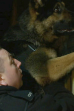 Perros detectives (T1): Curva de aprendizaje