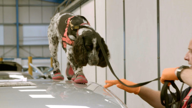 Imagen de Perros detectives: Compromiso - 2