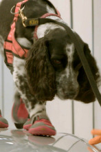 Imagen de Perros detectives: Compromiso - 1
