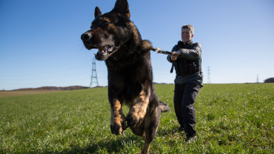 Imagen de Perros detectives: Conociéndome, conociéndote - 2