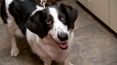 Imagen de Veterinario en... (T1): Perro callejero - 2