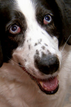 Imagen de Veterinario en... (T1): Perro callejero - 1