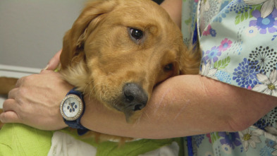 Imagen de Veterinario en... (T1): Un corazón lleno - 2