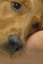 Imagen de Veterinario en... (T1): Un corazón lleno - 1