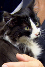 Veterinario en... (T2): Nueve vidas