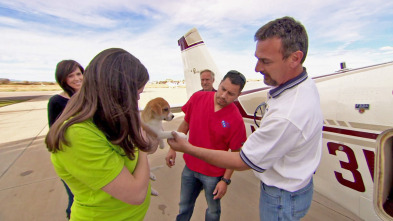 Imagen de Veterinario en... (T2): Salvado por el cielo - 2