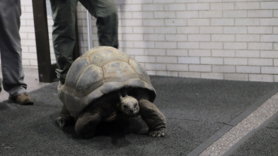 El zoo del Bronx (T1): Tenga cuidado