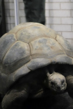 El zoo del Bronx (T1): Tenga cuidado