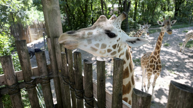 El zoo del Bronx (T1): Regreso a África