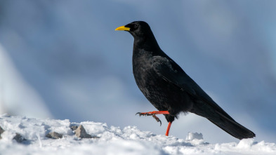 Imagen de Misterios de la...: Cuervo en snowboard - 2