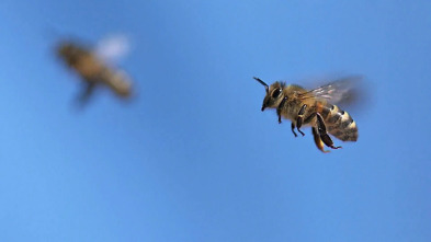 Misterios de la...: Enjambre de abejas en Times Square
