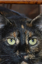 Imagen de El encantador de... (T4): Penny detesta a Puck - 1