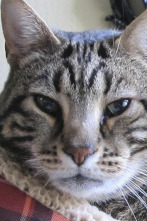 El encantador de... (T4): Bea detesta a Cece