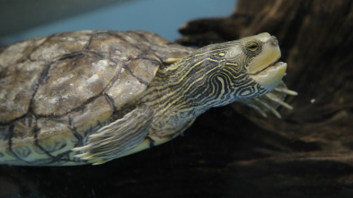 Imagen de The Aquarium (T2): Super Bowl en el coral - 2