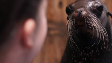 The Aquarium (T2): La gran aventura de Bacon y Tomate