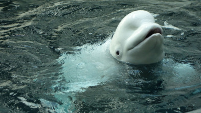 The Aquarium (T2): Grande, ande o no ande