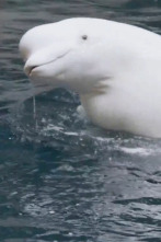 The Aquarium (T2): Grande, ande o no ande