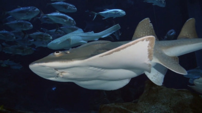 The Aquarium (T2): Sorpresa de Big Momma