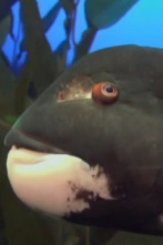 The Aquarium (T2): Maggie la magnífica